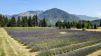 231 COLUMBIA VALLEY ROAD - thumbnail 2