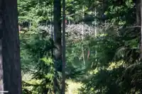 360 SALAL ROAD - thumbnail 34