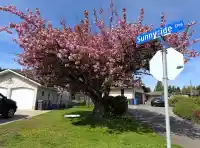 2629 SUNNYSIDE CRESCENT - thumbnail 39