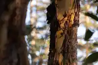 LOT C SUNSHINE COAST HIGHWAY - thumbnail 22