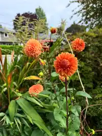 2161 FLORALYNN CRESCENT - thumbnail 38