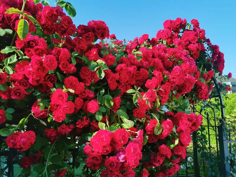 6593 LOCHDALE STREET - photo 4 of 25